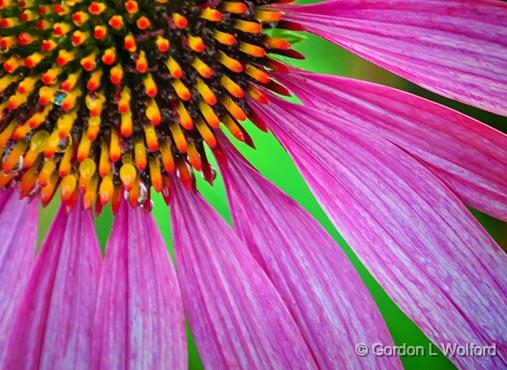 Coneflower Closeup_DSCF06721.jpg - Photographed at Smiths Falls, Ontario, Canada.